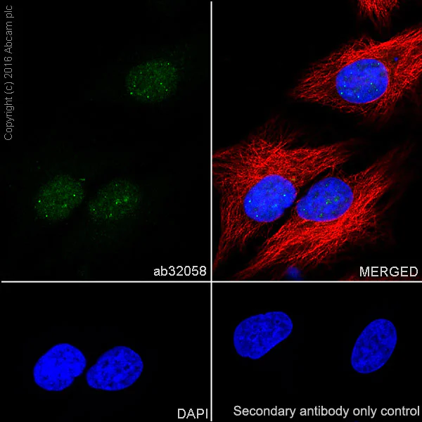 Immunocytochemistry/ Immunofluorescence - Anti-Sumo 1 antibody [Y299] - BSA and Azide free (AB219724)