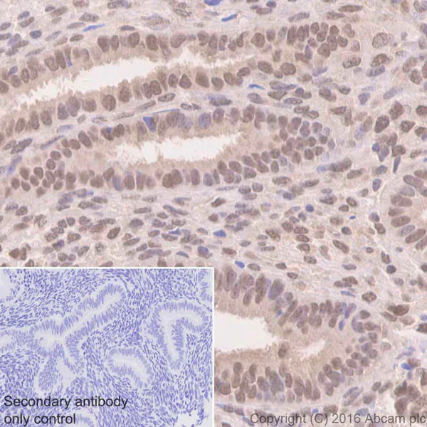 Immunohistochemistry (Formalin/PFA-fixed paraffin-embedded sections) - Anti-Sumo 1 antibody [Y299] - BSA and Azide free (AB219724)