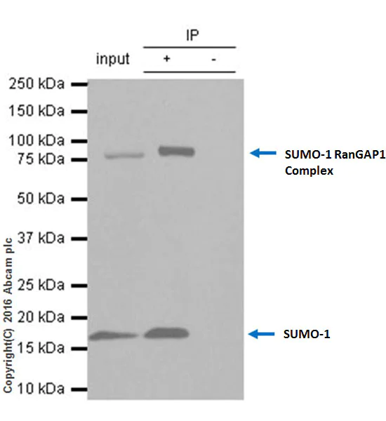 Immunoprecipitation - Anti-Sumo 1 antibody [Y299] - BSA and Azide free (AB219724)