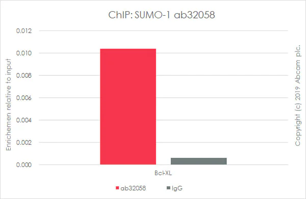 ChIP - Anti-Sumo 1 antibody [Y299] - ChIP Grade (AB32058)