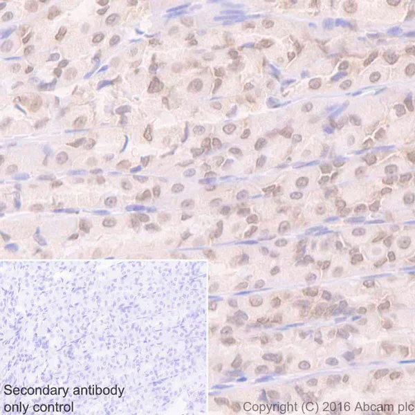 Immunohistochemistry (Formalin/PFA-fixed paraffin-embedded sections) - Anti-Sumo 1 antibody [Y299] - ChIP Grade (AB32058)