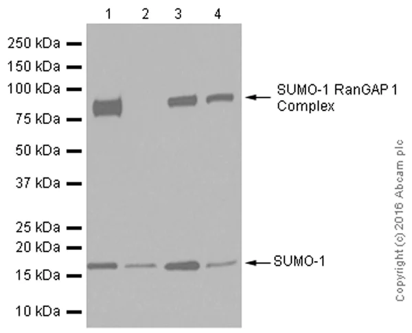 Western blot - Anti-Sumo 1 antibody [Y299] - ChIP Grade (AB32058)