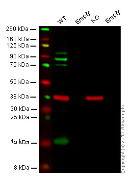 Western blot - Anti-Sumo 1 antibody [Y299] - ChIP Grade (AB32058)