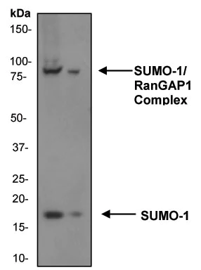 Western blot - Anti-Sumo 1 antibody [Y299] - ChIP Grade (AB32058)