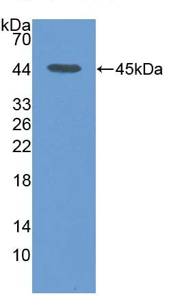 Western blot - Anti-Sumo 2 antibody (AB233222)