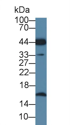 Western blot - Anti-Sumo 2 antibody (AB233222)