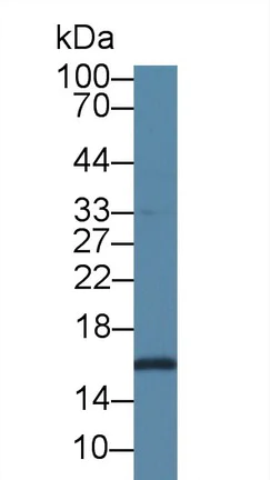 Western blot - Anti-Sumo 2 antibody (AB233222)