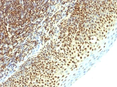 Immunohistochemistry (Formalin/PFA-fixed paraffin-embedded sections) - Anti-Sumo 2 antibody [SPM621] - BSA and Azide free (AB212838)