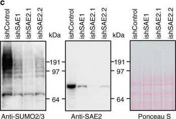 Western blot - Anti-Sumo 2 + Sumo 3 antibody [8A2] (AB81371)