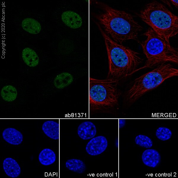 Immunocytochemistry - Anti-Sumo 2 + Sumo 3 antibody [8A2] - BSA and Azide free (AB252805), expandable thumbnail