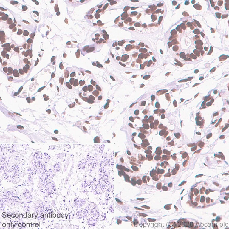 Immunohistochemistry (Formalin/PFA-fixed paraffin-embedded sections) - Anti-Sumo 2 + Sumo 3 antibody [8A2] - BSA and Azide free (AB252805)