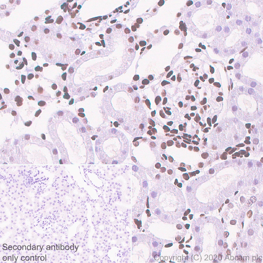 Immunohistochemistry (Formalin/PFA-fixed paraffin-embedded sections) - Anti-Sumo 2 + Sumo 3 antibody [8A2] - BSA and Azide free (AB252805), expandable thumbnail