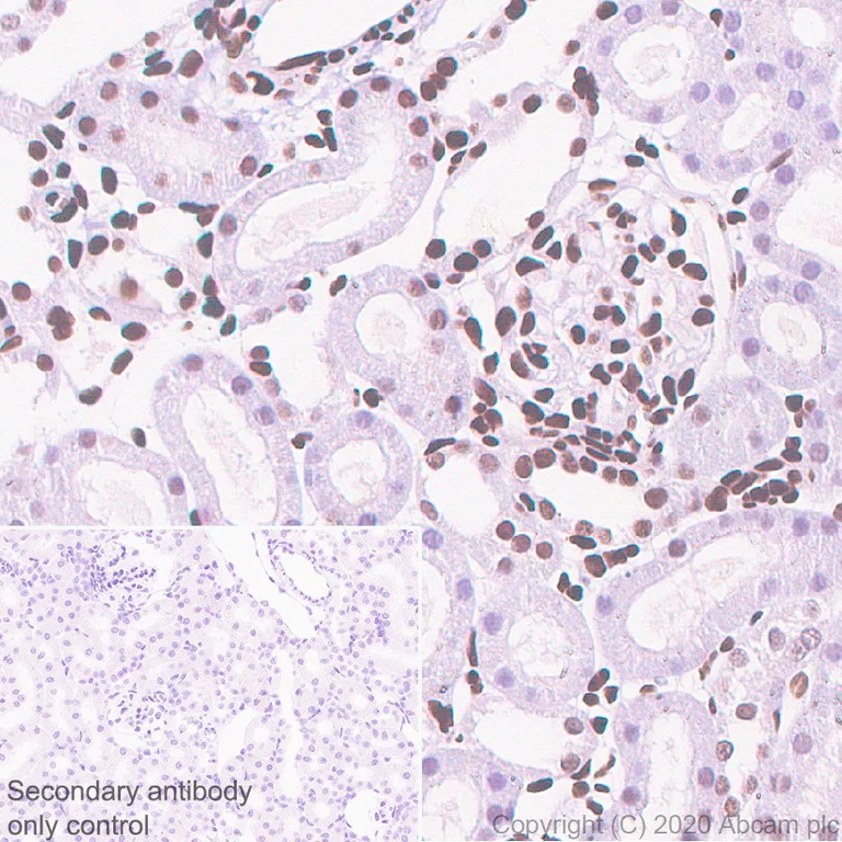 Immunohistochemistry (Formalin/PFA-fixed paraffin-embedded sections) - Anti-Sumo 2 + Sumo 3 antibody [8A2] - BSA and Azide free (AB252805)