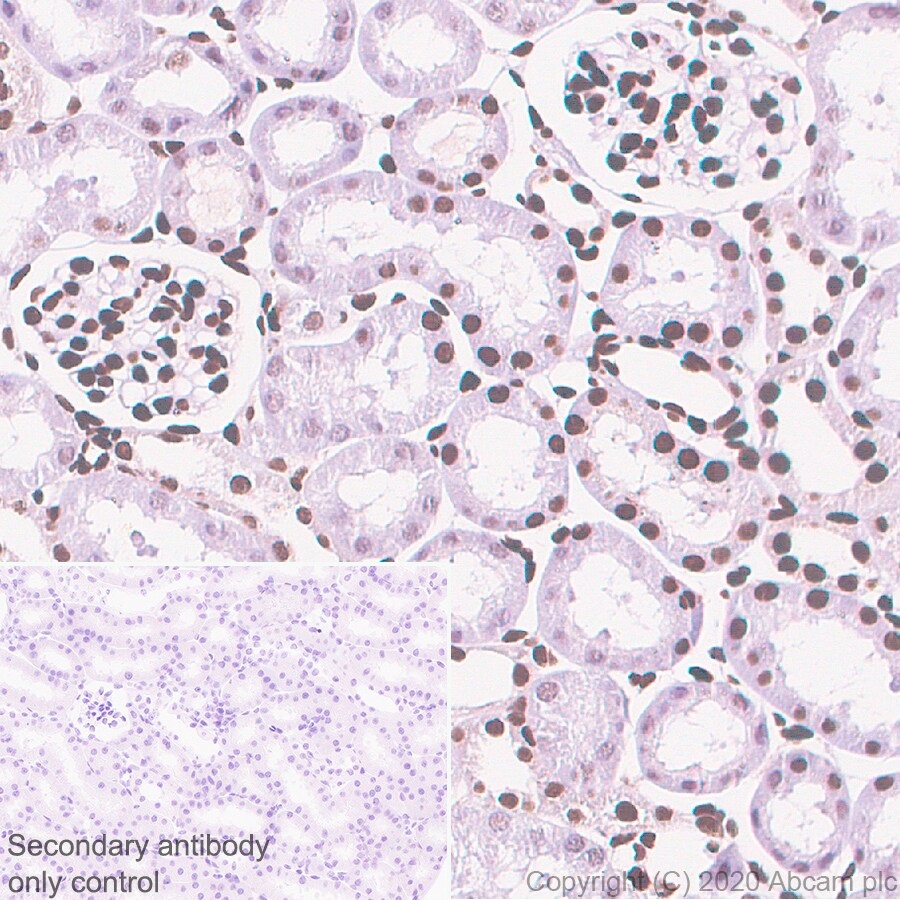 Immunohistochemistry (Formalin/PFA-fixed paraffin-embedded sections) - Anti-Sumo 2 + Sumo 3 antibody [8A2] - BSA and Azide free (ab252805), expandable thumbnail