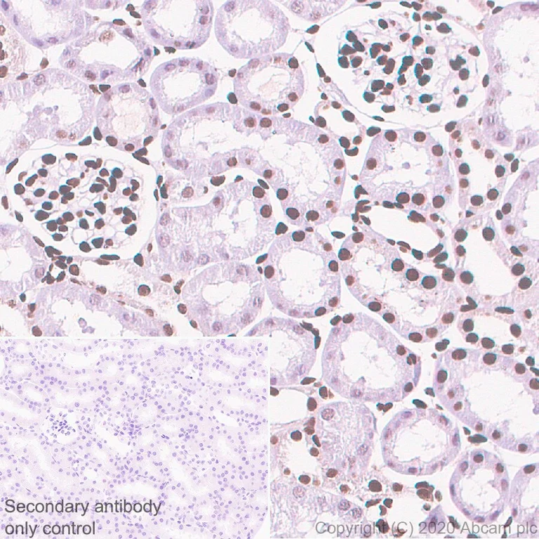 Immunohistochemistry (Formalin/PFA-fixed paraffin-embedded sections) - Anti-Sumo 2 + Sumo 3 antibody [8A2] - BSA and Azide free (AB252805)