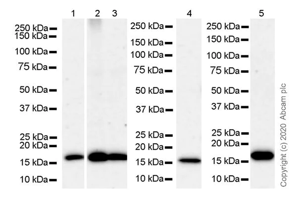 Western blot - Anti-Sumo 2 + Sumo 3 antibody [8A2] - BSA and Azide free (AB252805)