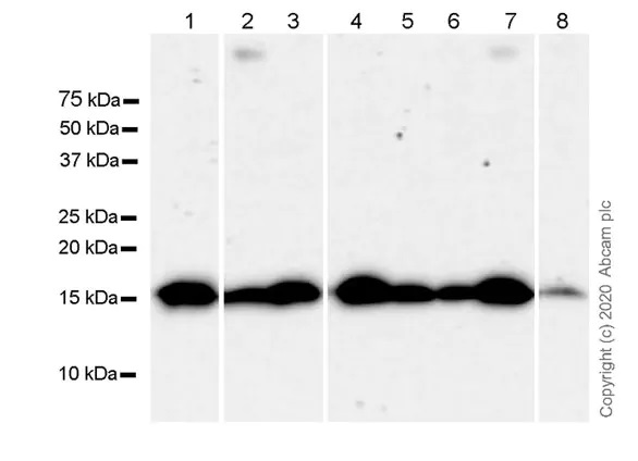 Western blot - Anti-Sumo 2 + Sumo 3 antibody [8A2] - BSA and Azide free (AB252805), expandable thumbnail