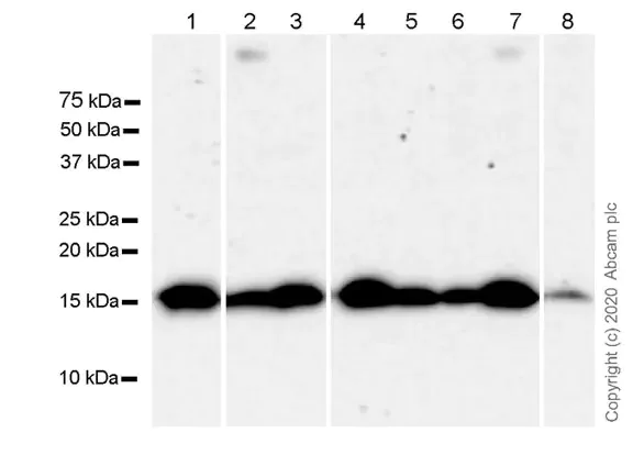 Western blot - Anti-Sumo 2 + Sumo 3 antibody [8A2] - BSA and Azide free (AB252805)