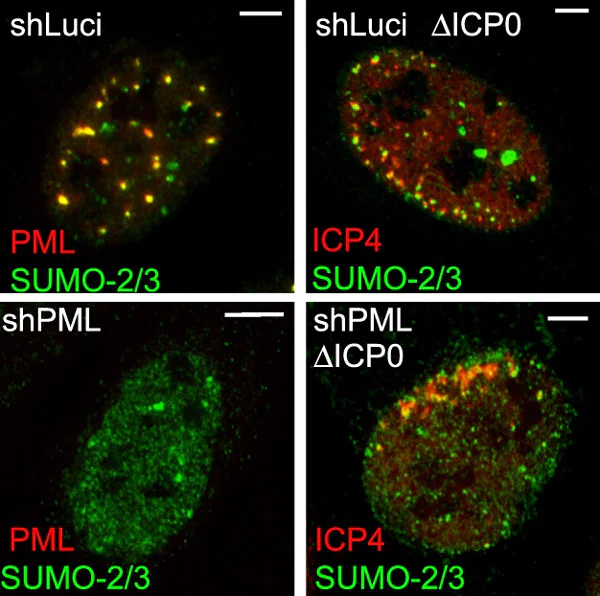 Immunocytochemistry/ Immunofluorescence - Anti-Sumo 2 + Sumo 3 antibody (AB3742)
