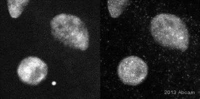 Immunocytochemistry/ Immunofluorescence - Anti-Sumo 2 + Sumo 3 antibody (AB3742)