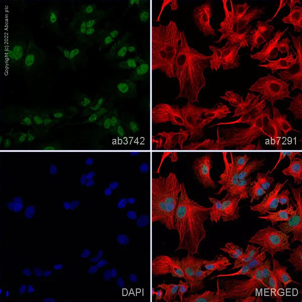 Immunocytochemistry/ Immunofluorescence - Anti-Sumo 2 + Sumo 3 antibody (AB3742)