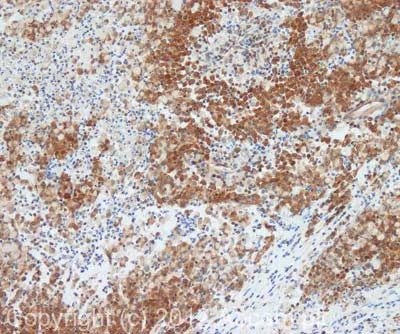 Immunohistochemistry (Formalin/PFA-fixed paraffin-embedded sections) - Anti-Sumo 2 + Sumo 3 antibody (AB3742)
