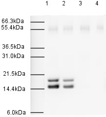 Western blot - Anti-Sumo 2 + Sumo 3 antibody (AB3742)