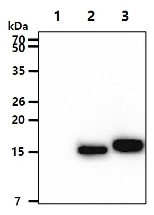 Western blot - Anti-Sumo 2 + Sumo 3 antibody [AT10F1] (AB282157)