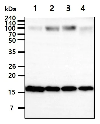 Western blot - Anti-Sumo 2 + Sumo 3 antibody [AT10F1] (AB282157)