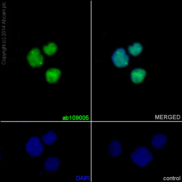 Immunocytochemistry/ Immunofluorescence - Anti-Sumo 2 + Sumo 3 antibody [EPR4602] (AB109005)