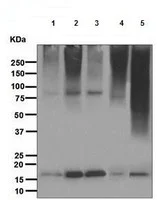 Western blot - Anti-Sumo 2 + Sumo 3 antibody [EPR4602] (AB109005)