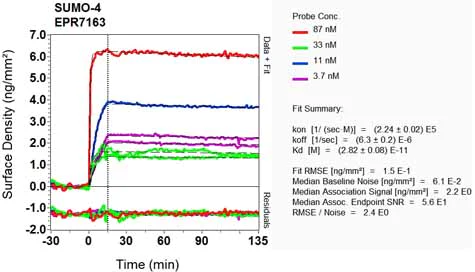 OI-RD Scanning - Anti-Sumo 2 + Sumo 3 + Sumo 4 antibody [EPR7163] (AB126606)