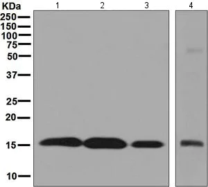 Western blot - Anti-Sumo 2 + Sumo 3 + Sumo 4 antibody [EPR7163] (AB126606)