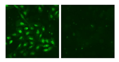 Immunocytochemistry/ Immunofluorescence - Anti-Sumo 3 antibody [1H9L17] (AB203570)
