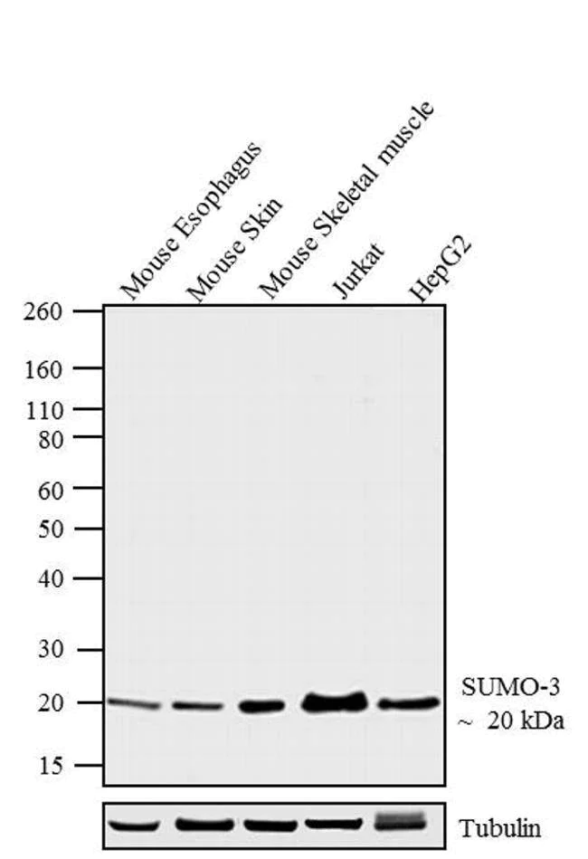 Western blot - Anti-Sumo 3 antibody [1H9L17] (AB203570)