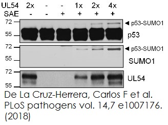 Functional Studies - SUMOylation Assay Kit (AB139470)