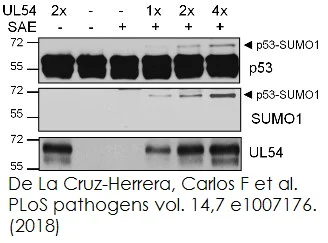 Functional Studies - SUMOylation Assay Kit (AB139470)