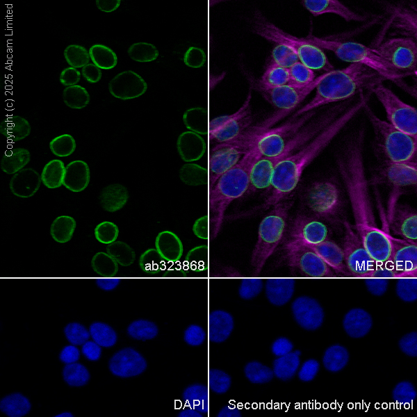Immunocytochemistry/ Immunofluorescence - Anti-SUN1 antibody [EPR29563-76] (ab323868), expandable thumbnail