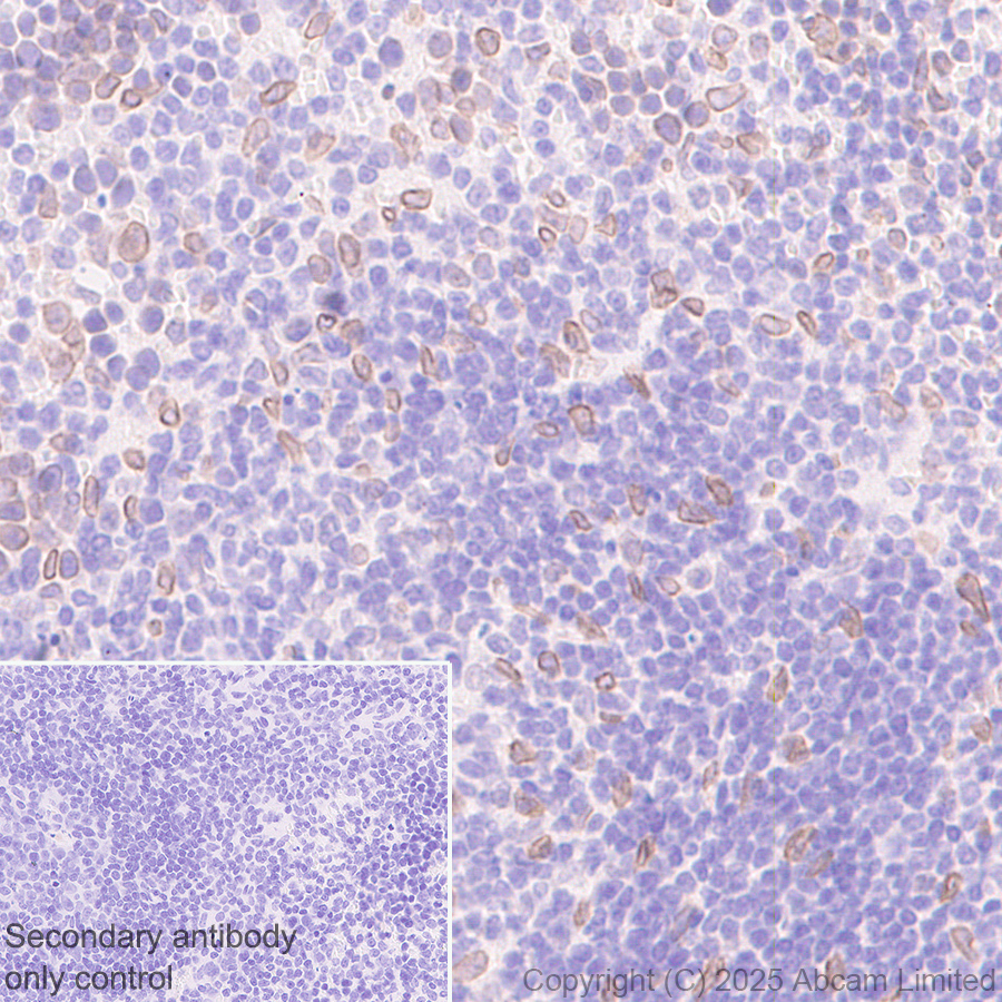Immunohistochemistry (Formalin/PFA-fixed paraffin-embedded sections) - Anti-SUN1 antibody [EPR29563-76] (ab323868), expandable thumbnail
