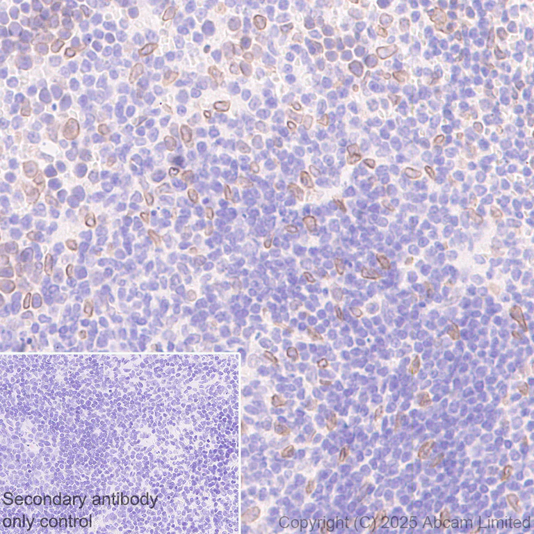 Immunohistochemistry (Formalin/PFA-fixed paraffin-embedded sections) - Anti-SUN1 antibody [EPR29563-76] (AB323868)