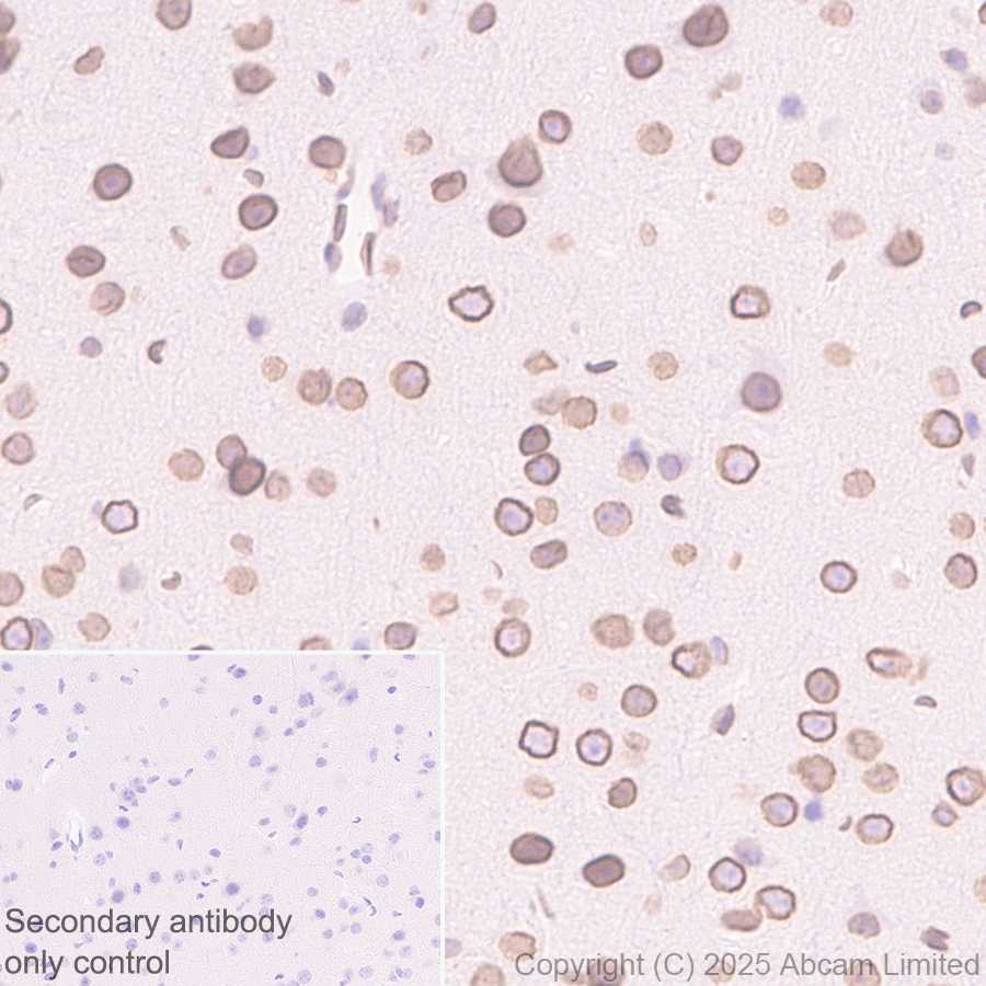 Immunohistochemistry (Formalin/PFA-fixed paraffin-embedded sections) - Anti-SUN1 antibody [EPR29563-76] (ab323868), expandable thumbnail