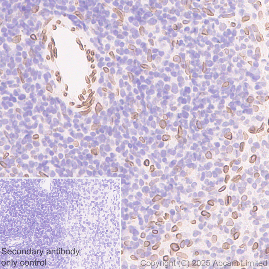 Immunohistochemistry (Formalin/PFA-fixed paraffin-embedded sections) - Anti-SUN1 antibody [EPR29563-76] (ab323868), expandable thumbnail
