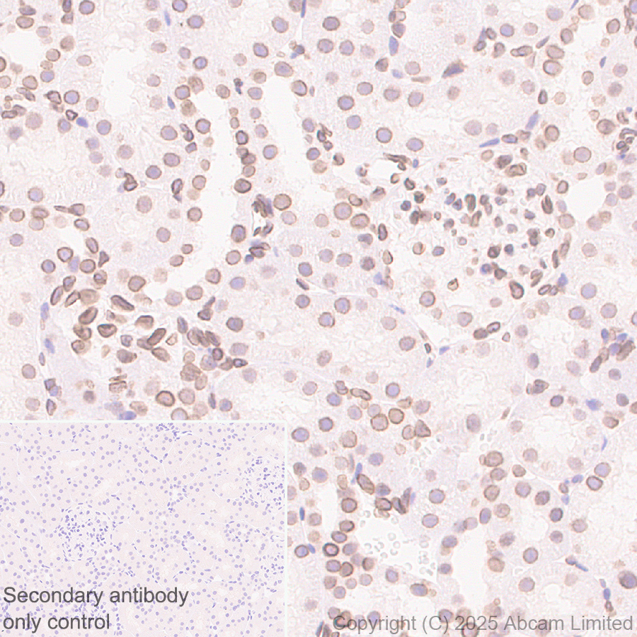 Immunohistochemistry (Formalin/PFA-fixed paraffin-embedded sections) - Anti-SUN1 antibody [EPR29563-76] (ab323868), expandable thumbnail