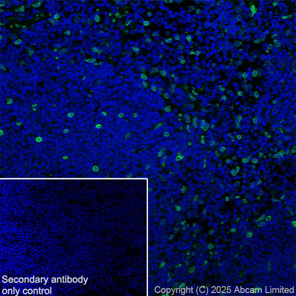 Immunohistochemistry (Frozen sections) - Anti-SUN1 antibody [EPR29563-76] (ab323868), expandable thumbnail