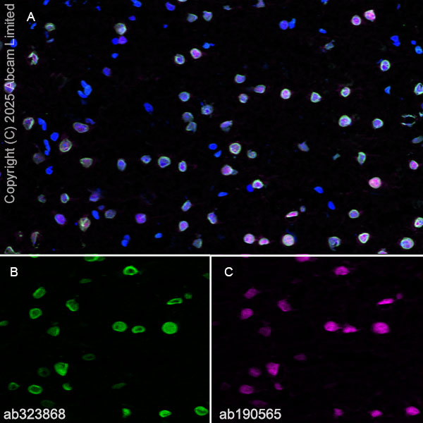 Immunohistochemistry (Frozen sections) - Anti-SUN1 antibody [EPR29563-76] (ab323868), expandable thumbnail
