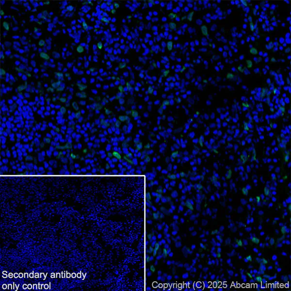 Immunohistochemistry (Frozen sections) - Anti-SUN1 antibody [EPR29563-76] (AB323868)