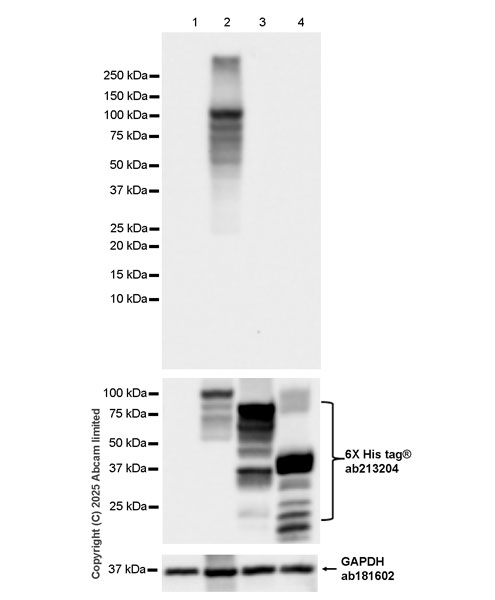 Western blot - Anti-SUN1 antibody [EPR29563-76] (AB323868), expandable thumbnail