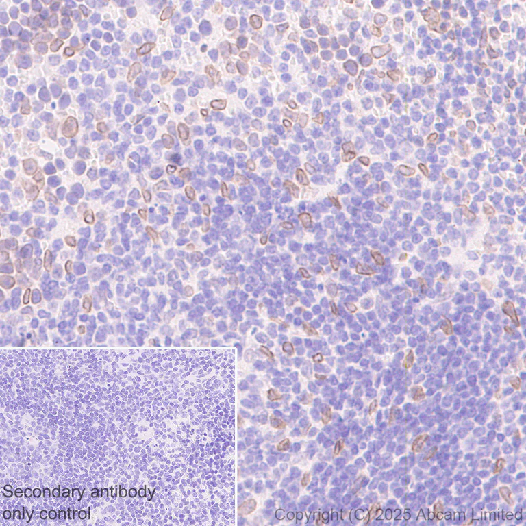Immunohistochemistry (Formalin/PFA-fixed paraffin-embedded sections) - Anti-SUN1 antibody [EPR29563-76] - BSA and Azide free (AB325950)