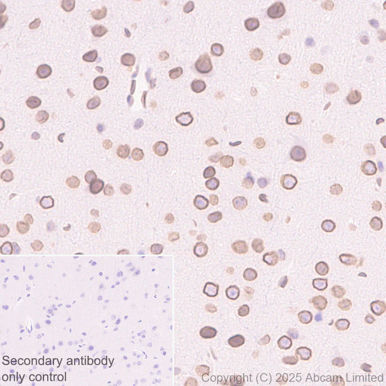 Immunohistochemistry (Formalin/PFA-fixed paraffin-embedded sections) - Anti-SUN1 antibody [EPR29563-76] - BSA and Azide free (AB325950)