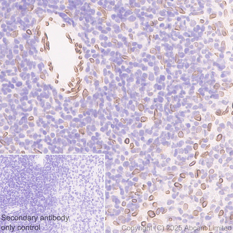 Immunohistochemistry (Formalin/PFA-fixed paraffin-embedded sections) - Anti-SUN1 antibody [EPR29563-76] - BSA and Azide free (AB325950)